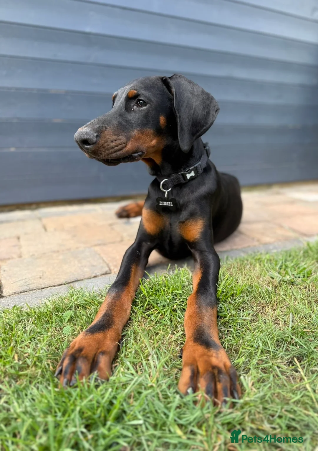 Dobermann dogs for sale: Doberman boy in Scunthorpe - Advert 1