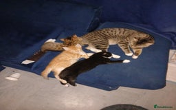 Bengal cats for sale: Half Bengal kittens - Image 8