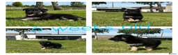German Shepherd dogs for sale: Stunning KC Registered German Shepherd Puppies   - Advert 3
