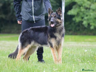 German Shepherd dogs KC Registered GSD Litter – 1 Male Available - Advert 3