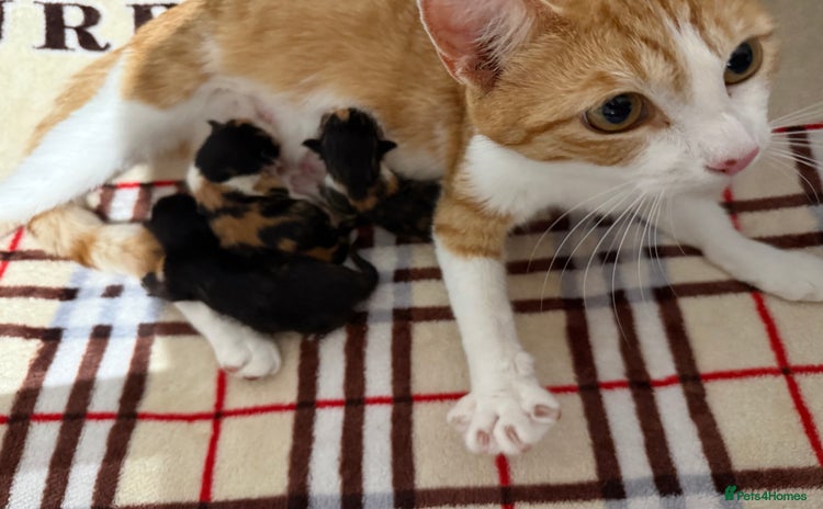 Domestic Shorthair cats - Advert 1