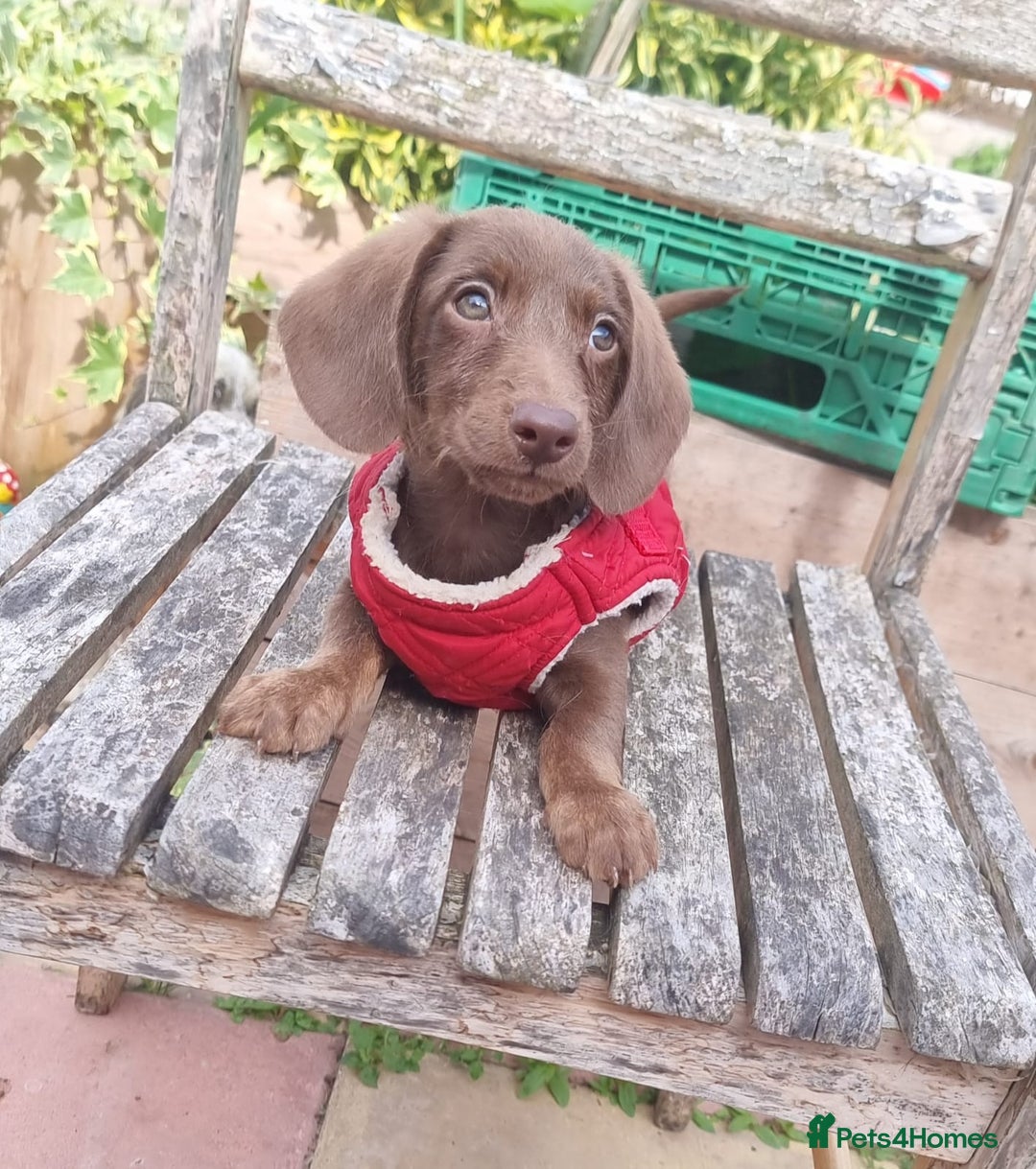 Doxiepoo dogs for sale: Adorable Doxiepoo puppy's  - Image 6