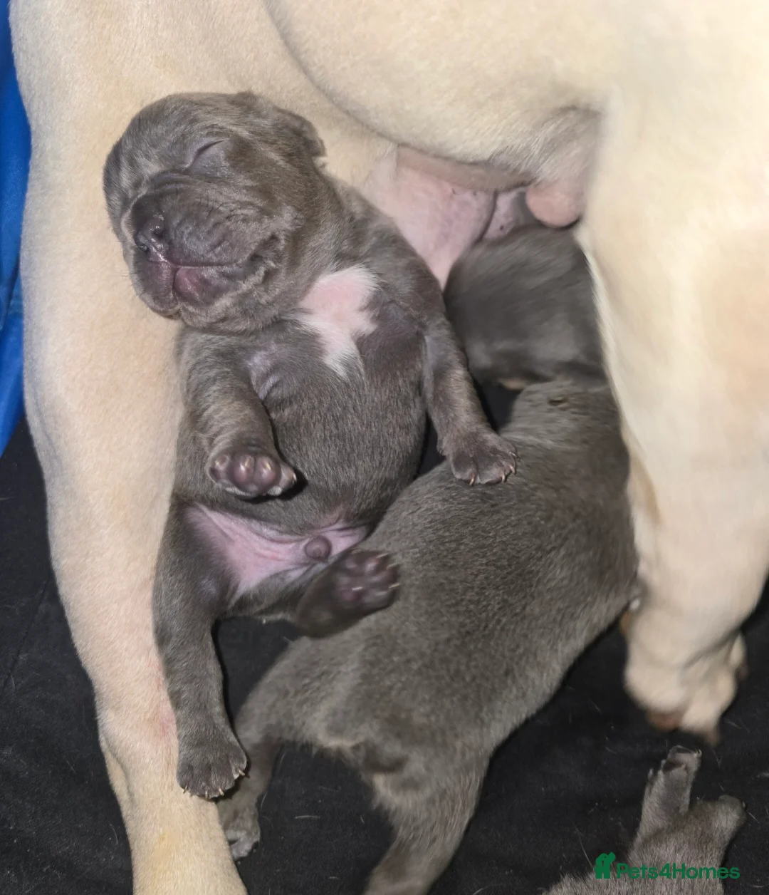 French Bulldog dogs for sale: Stunning Blue French Bulldog Puppies - Advert 24