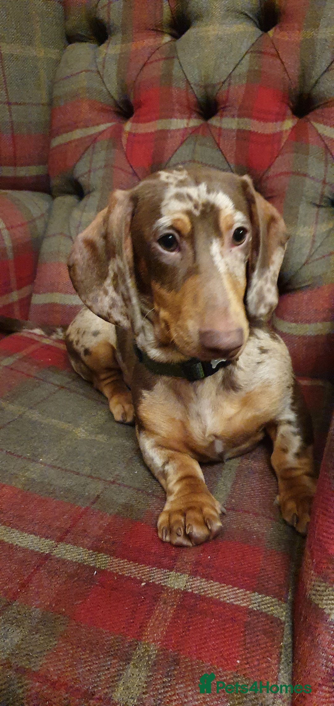 Miniature Dachshund dogs for sale: Tiny Timothy needs a new knee to snuggle up on  - Advert 11