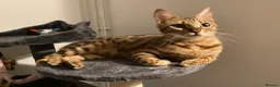 Bengal cats for sale: TICA reg pedigree Bengal beautiful sweet girl  - Advert 2