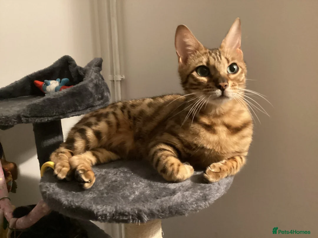 Bengal cats for sale: TICA reg pedigree Bengal beautiful sweet girl  - Advert 2