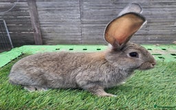Continental Giant rabbits for sale: Continental giant rabbits  - Image 2