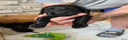 Sprocker dogs for sale: Sprocker spaniel x show type cocker spaniel  in Coalville - Advert 4
