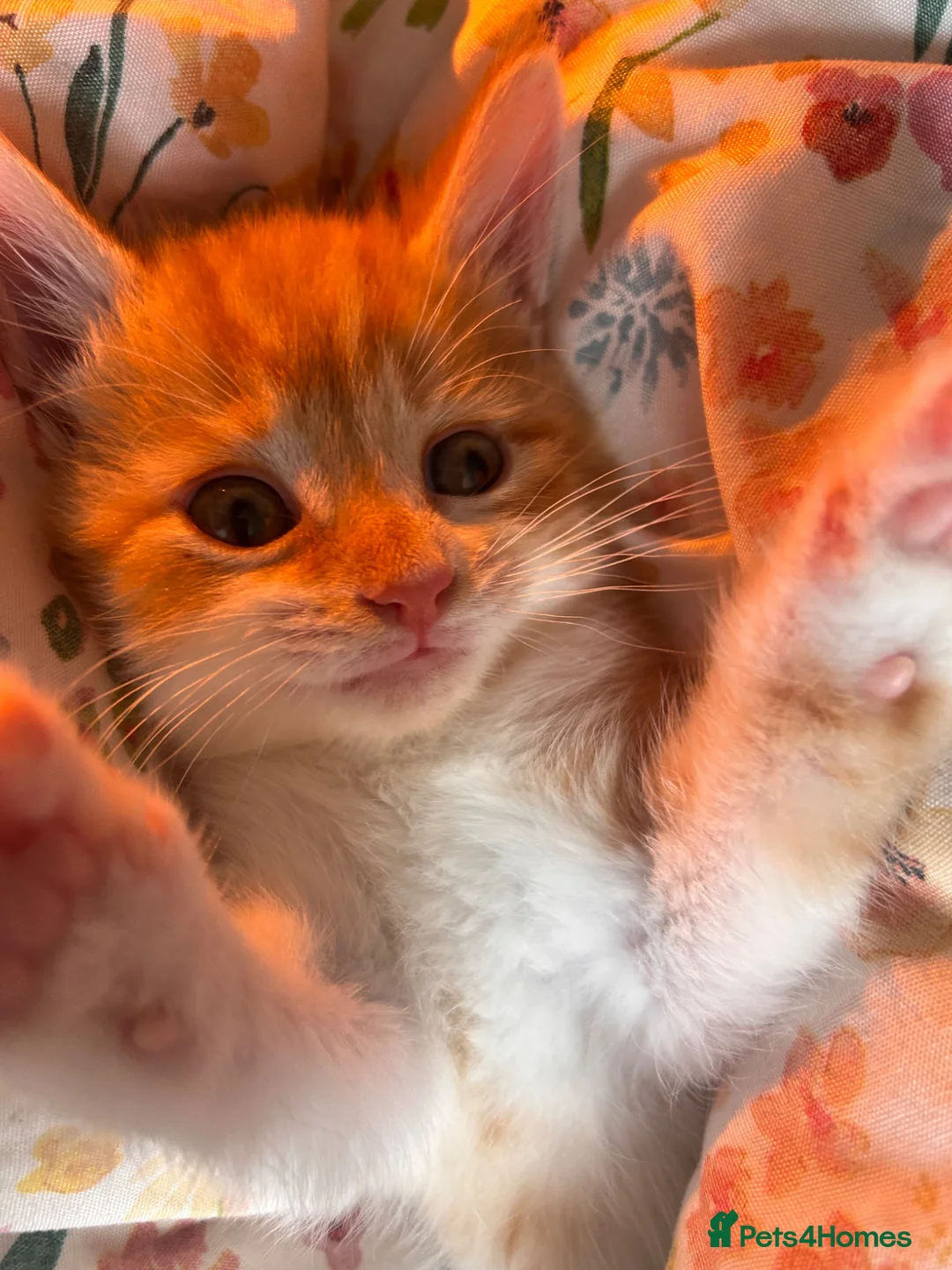 British Shorthair cats for sale: Luffy - Advert 2