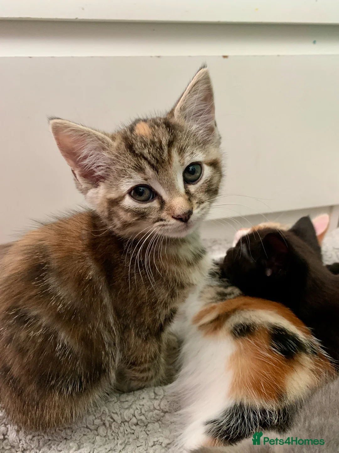Mixed Breed cats for sale: Ragdoll mix mother - Advert 26