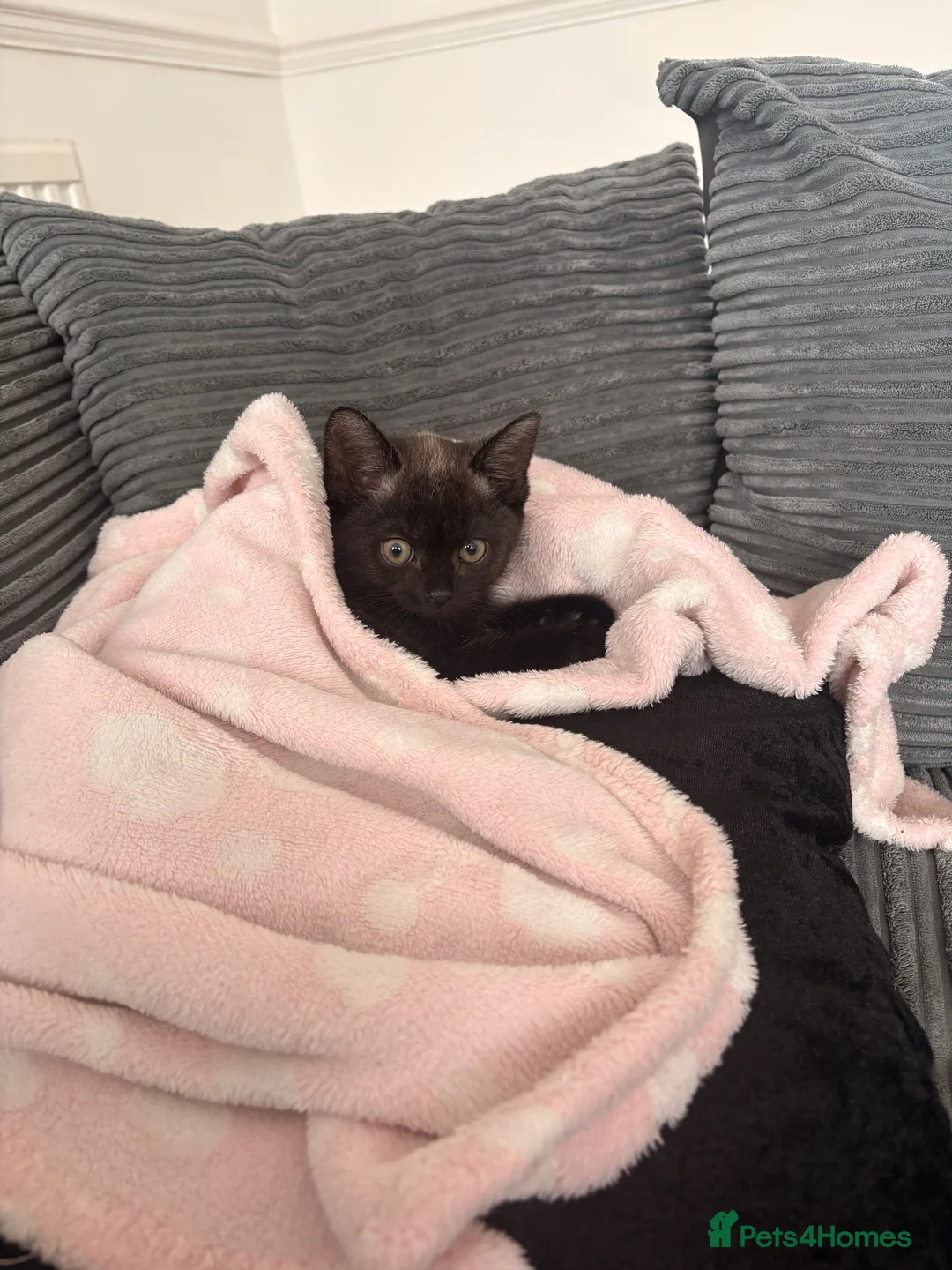 British Shorthair cats for sale: British Short Hair Male in Sheffield - Advert 1