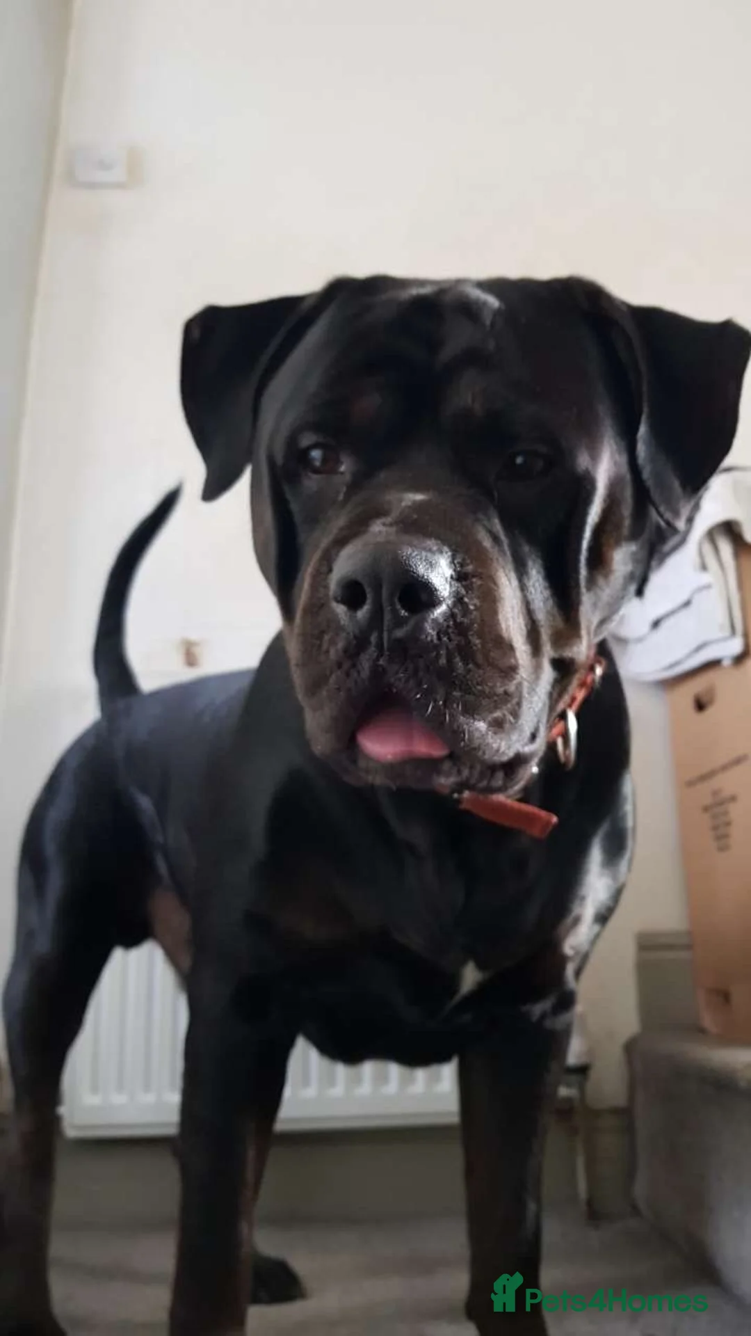 Mixed Breed dogs for sale: Staffordshire Bull Terrier Cross in Sheffield - Advert 1