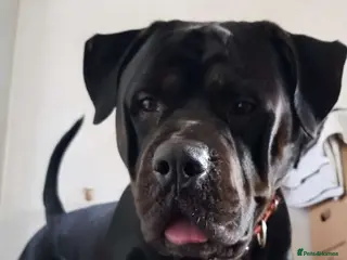 Mixed Breed dogs Staffordshire Bull Terrier Cross in Sheffield - Advert 1