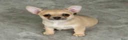 Chihuahua dogs for sale: KC reg Blue Fawn male - Advert 1
