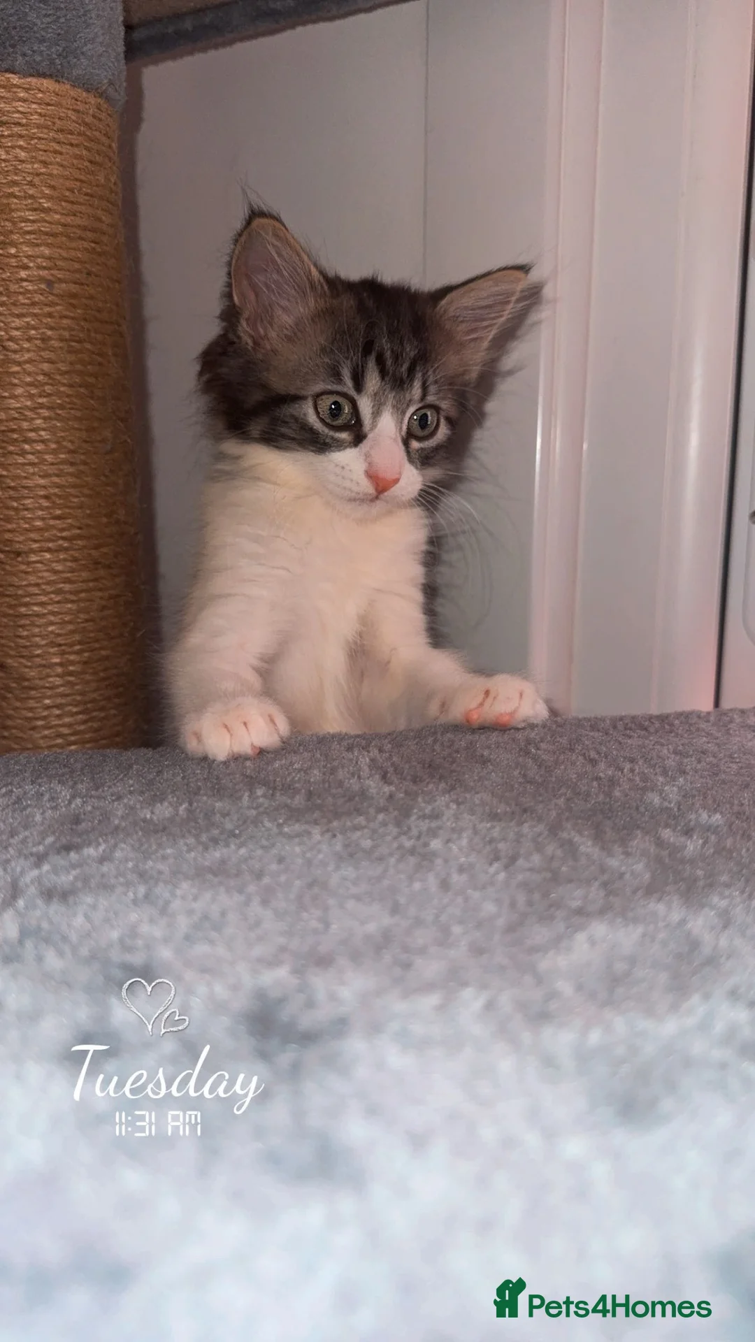 Mixed Breed cats for sale: Kitten ready now! in Havant - Advert 2