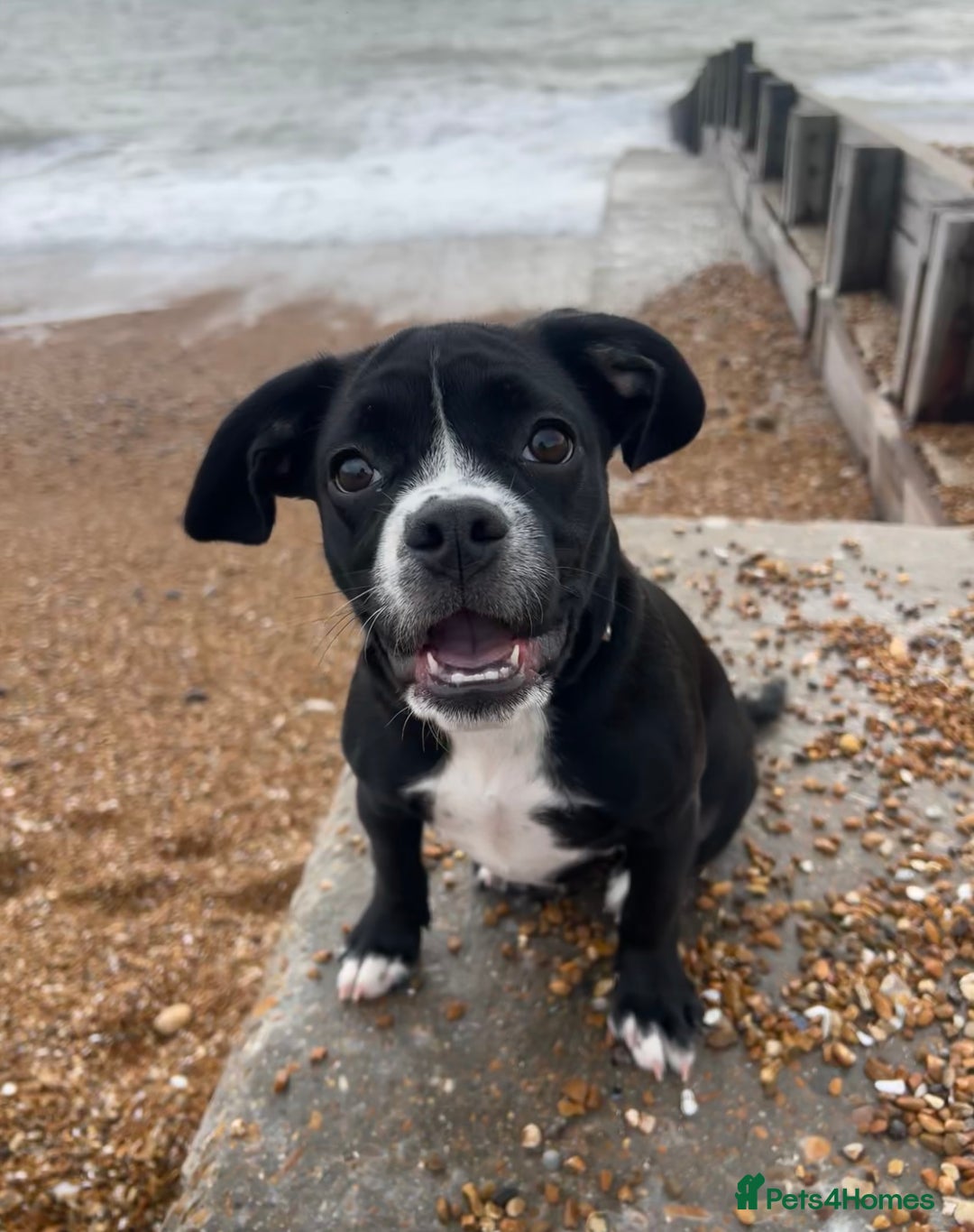 Mixed Breed dogs for sale: Female cocker bull  - Advert 1