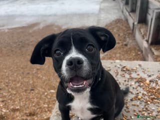 Mixed Breed dogs Female cocker bull - Advert 1