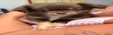 Chihuahua 1