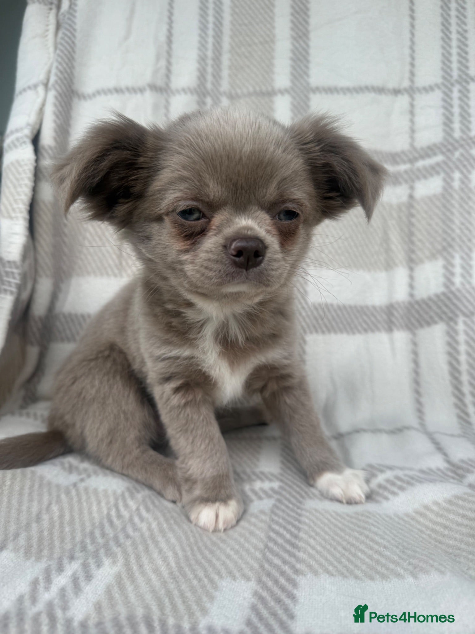Chihuahua dogs Longhair apple head chihuahua Russian blood lines - Advert 1