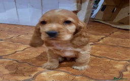 Cocker Spaniel dogs for sale: Golden cocker spaniel  - Image 10