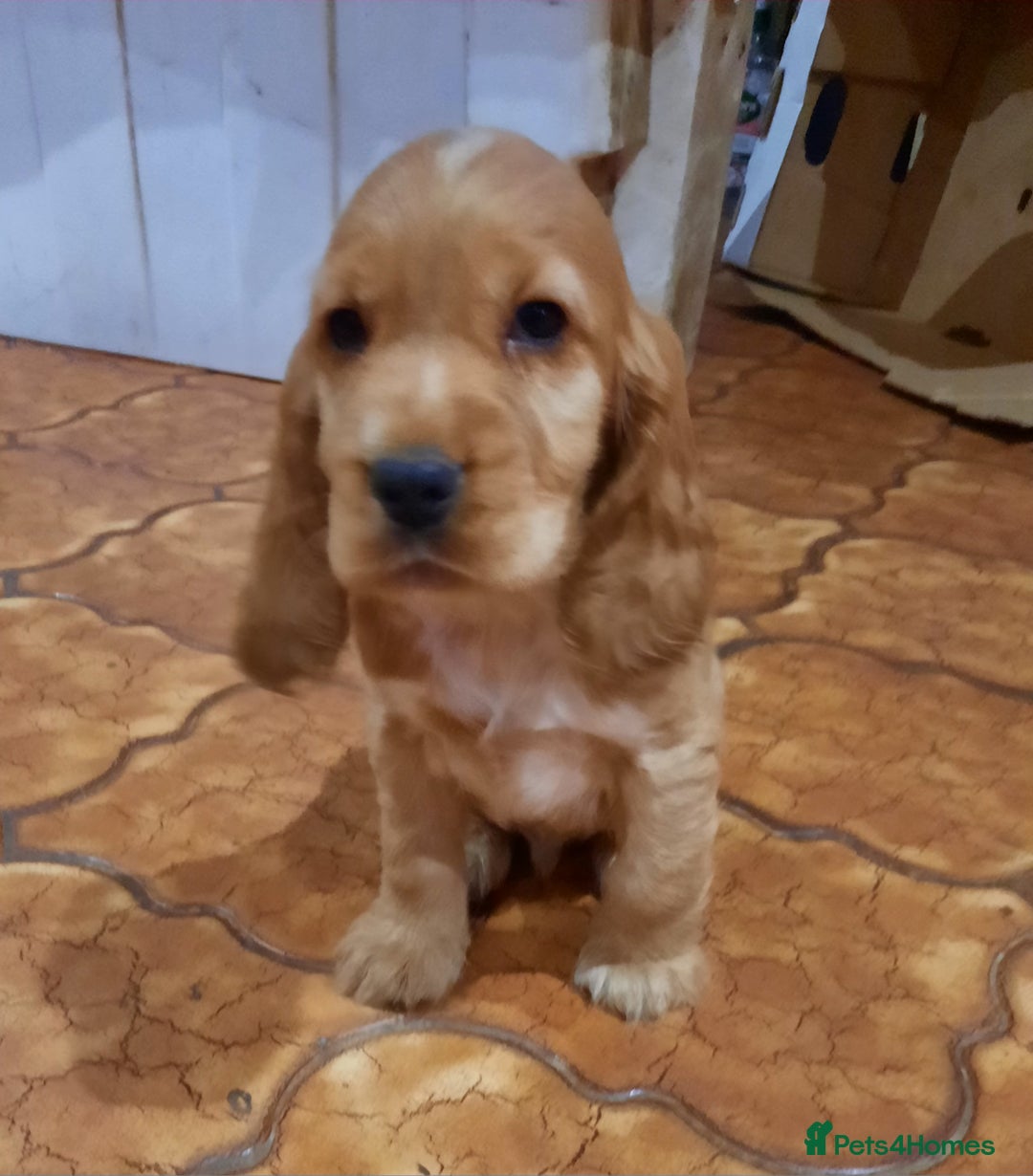 Cocker Spaniel dogs for sale: Golden cocker spaniel  - Image 10