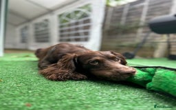 Cocker Spaniel dogs for stud: Chase - Image 3