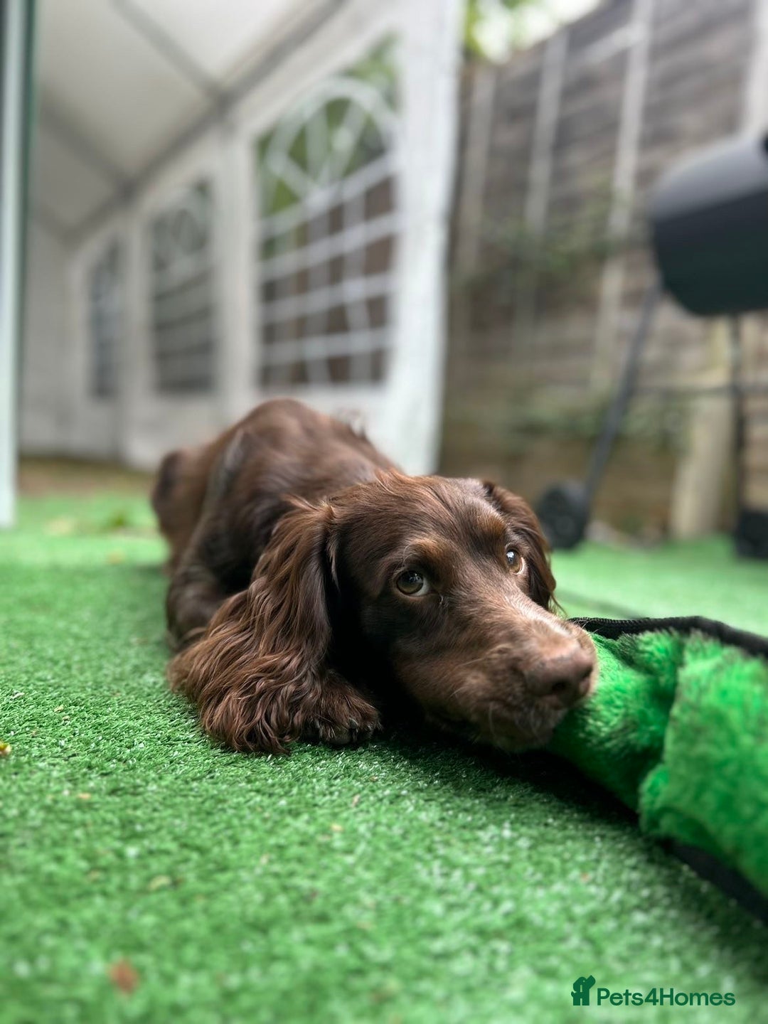 Cocker Spaniel dogs for stud: Chase - Image 3