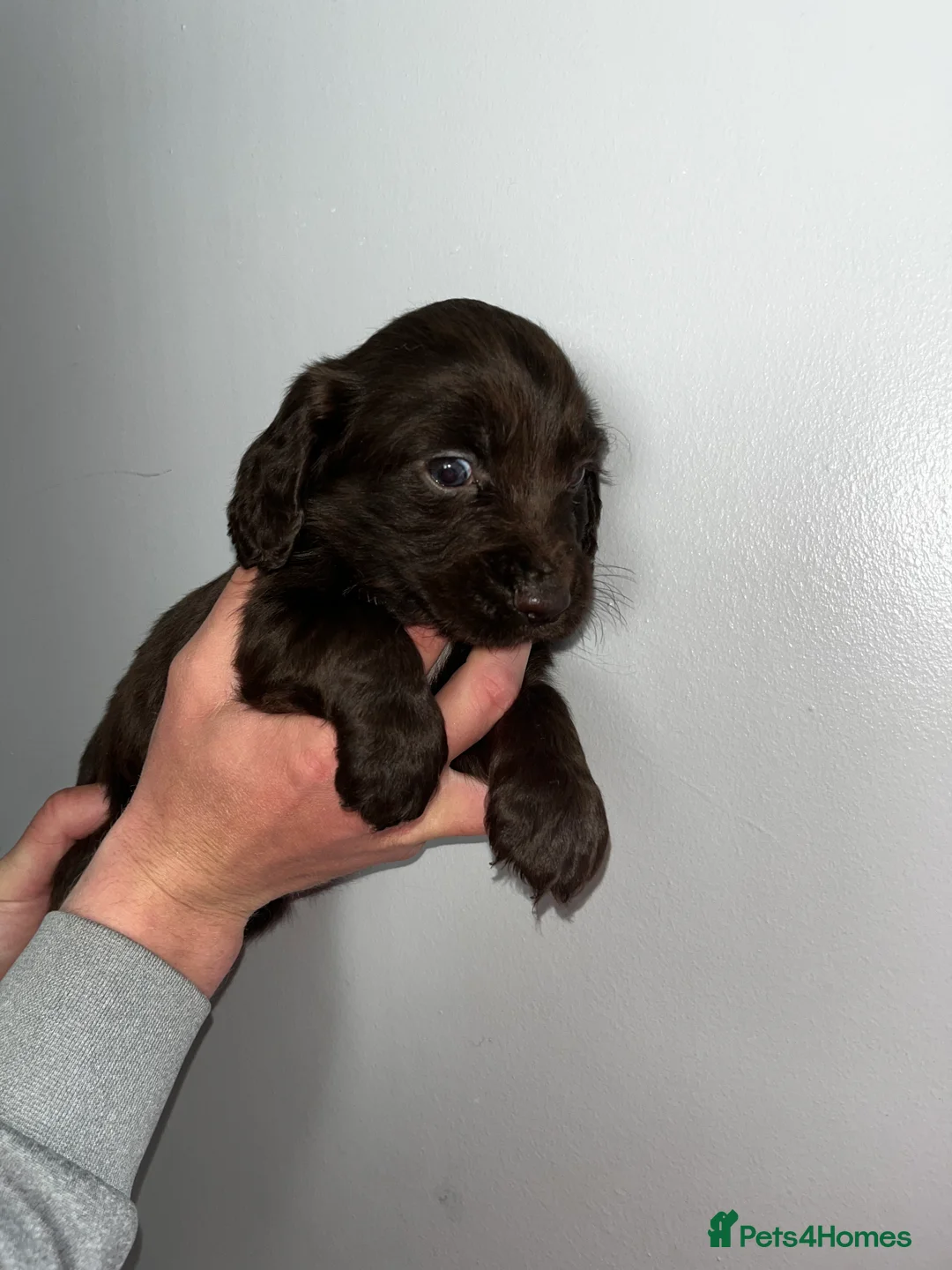 Cocker Spaniel dogs for sale: Cocker spaniel puppies for sale  - Advert 2