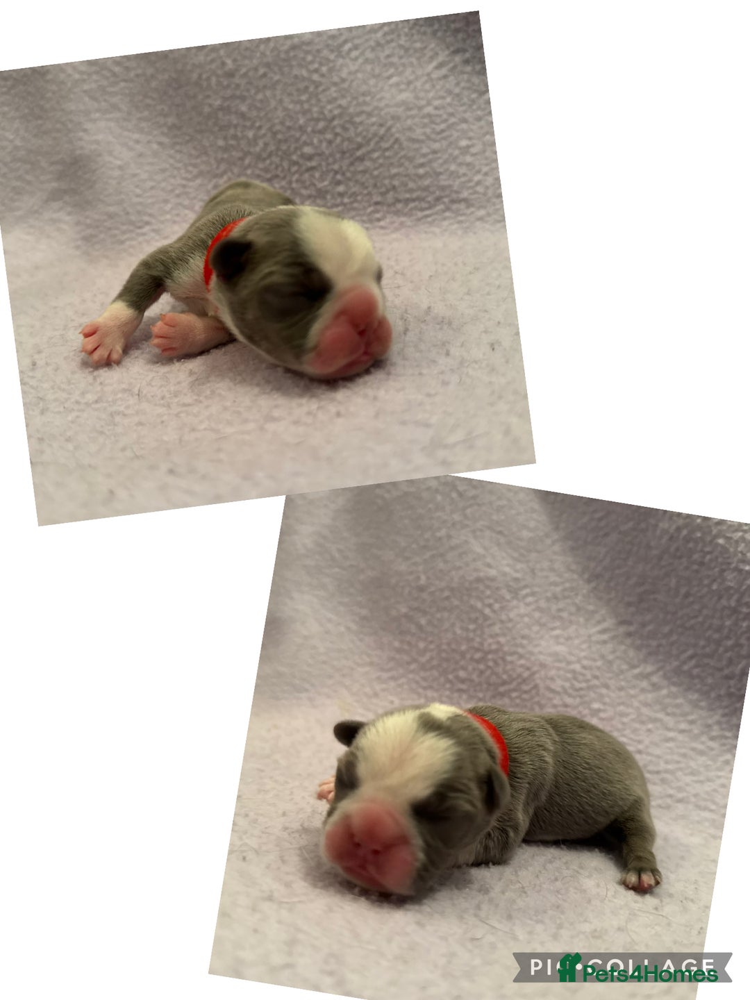 French Bulldog dogs for sale: Beautiful KC registered French Bulldog puppies - Advert 20