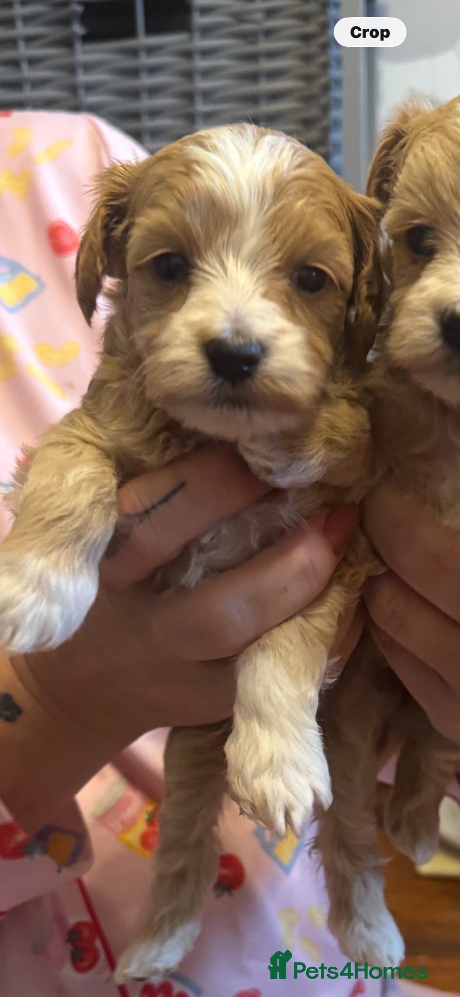 Maltipoo dogs Teddy bear maltipoo puppies  - Advert 1