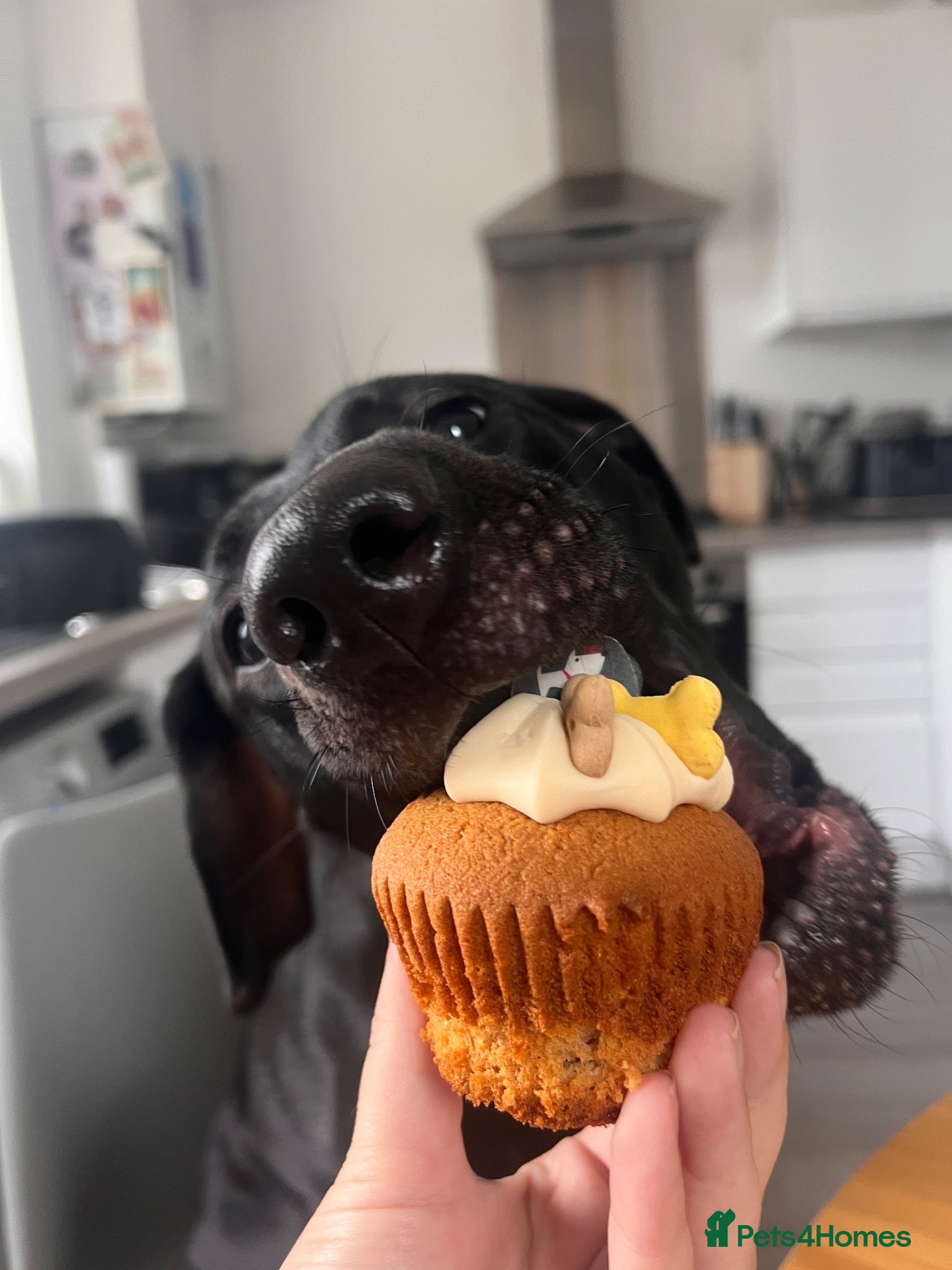 Labrador Retriever dogs 3 year old Black Labrador  - Advert 7