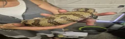 Skink reptiles for sale: Blue tongued skink  - Advert 3