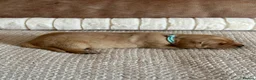 Labrador Retriever dogs for sale: * KC Reg Health Tested Puppies *  - Advert 16