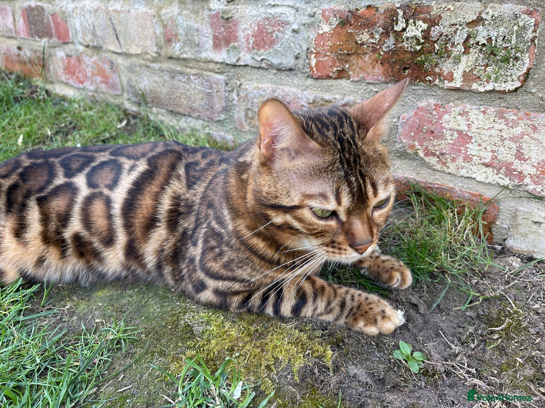 Bengal cats for stud: Bengal with Champion cert GCCF reg for stud duty - Image 9