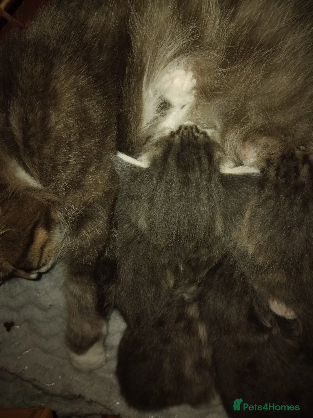 Mixed Breed cats for sale: Kittens for sale - Advert 2