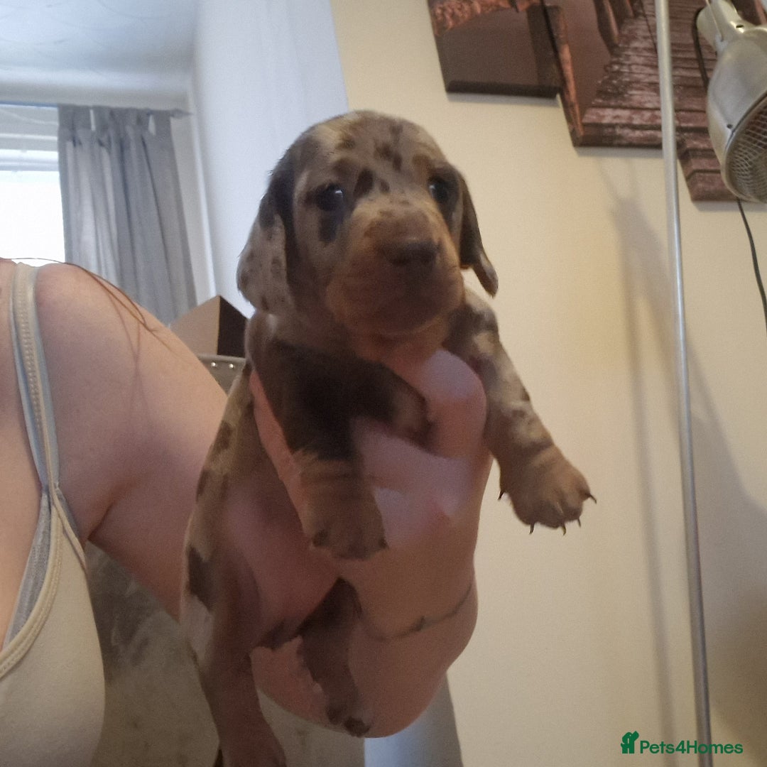 Miniature Dachshund dogs for sale: 2 adorable chunky miniature dachshund  - Image 10