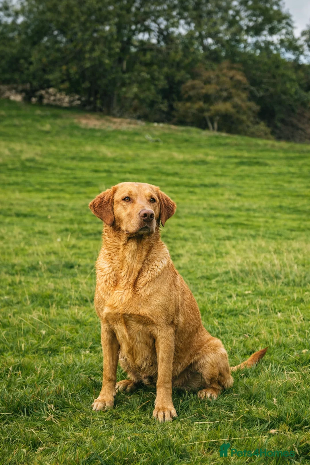 Labrador Retriever dogs for sale: Exceptional KC Reg Labrador Puppies For Sale! in Lydbury North - Advert 2