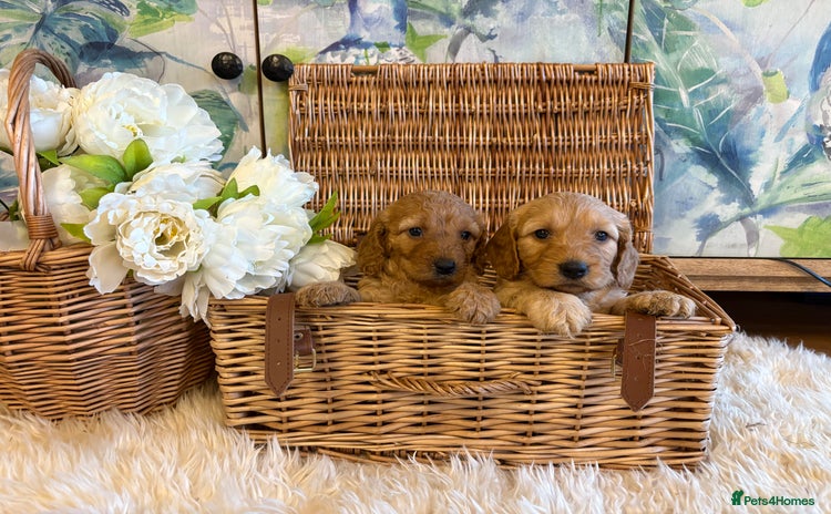 Cockapoo dogs - Advert 11