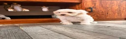 Maltipoo dogs for sale: F1B fully vaccinated maltipoo puppies - Advert 11