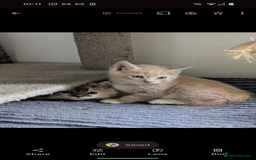 Mixed Breed cats for sale: Beautiful healthy kittens - ONLY 2 AVAILABLE 😍😍 - Image 35
