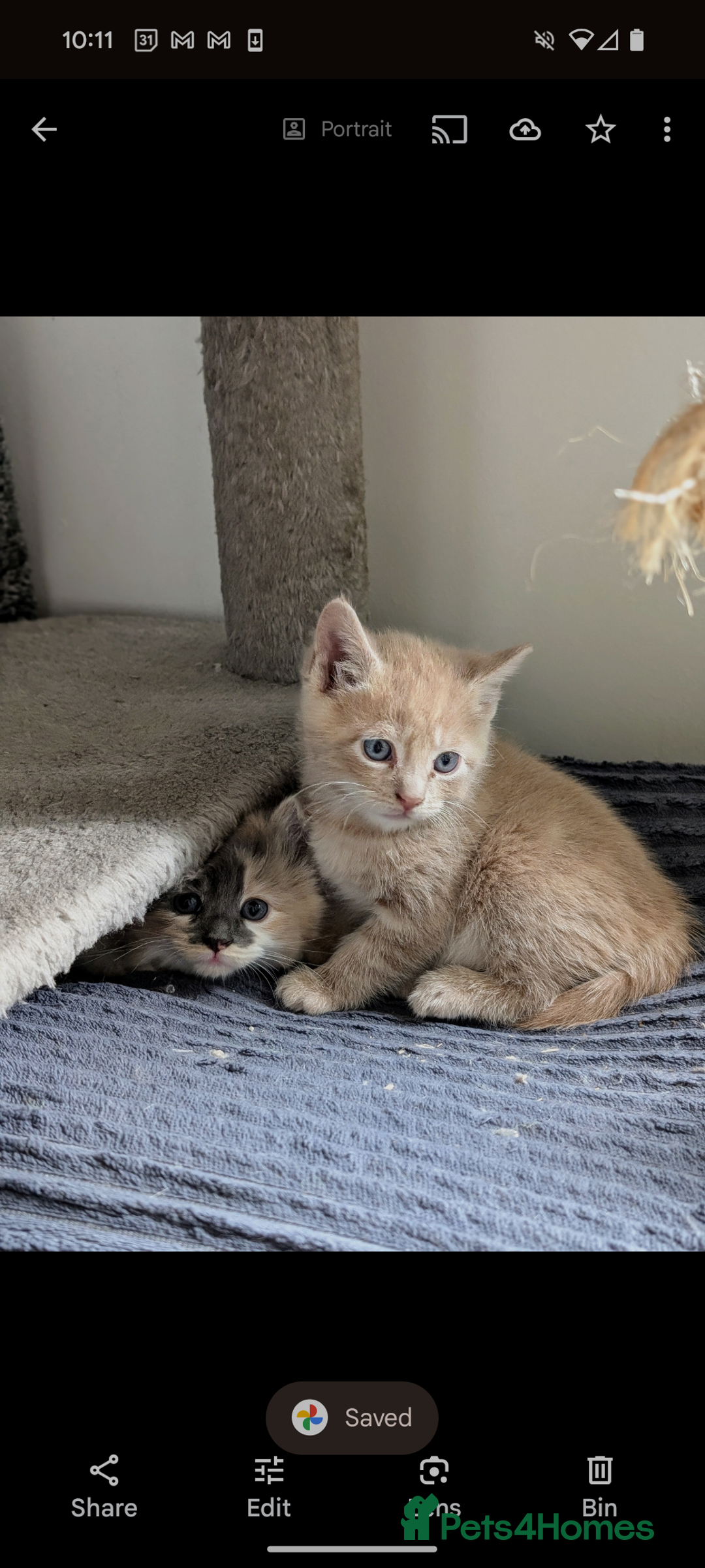 Mixed Breed cats for sale: Beautiful healthy kittens - ONLY 2 AVAILABLE 😍😍 - Image 35