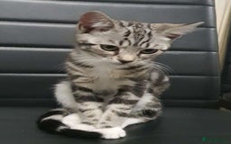 Bengal cats for sale: Bengal Kitten for sale  - Image 1