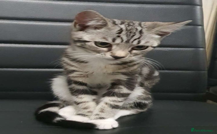 Bengal cats - Advert 1