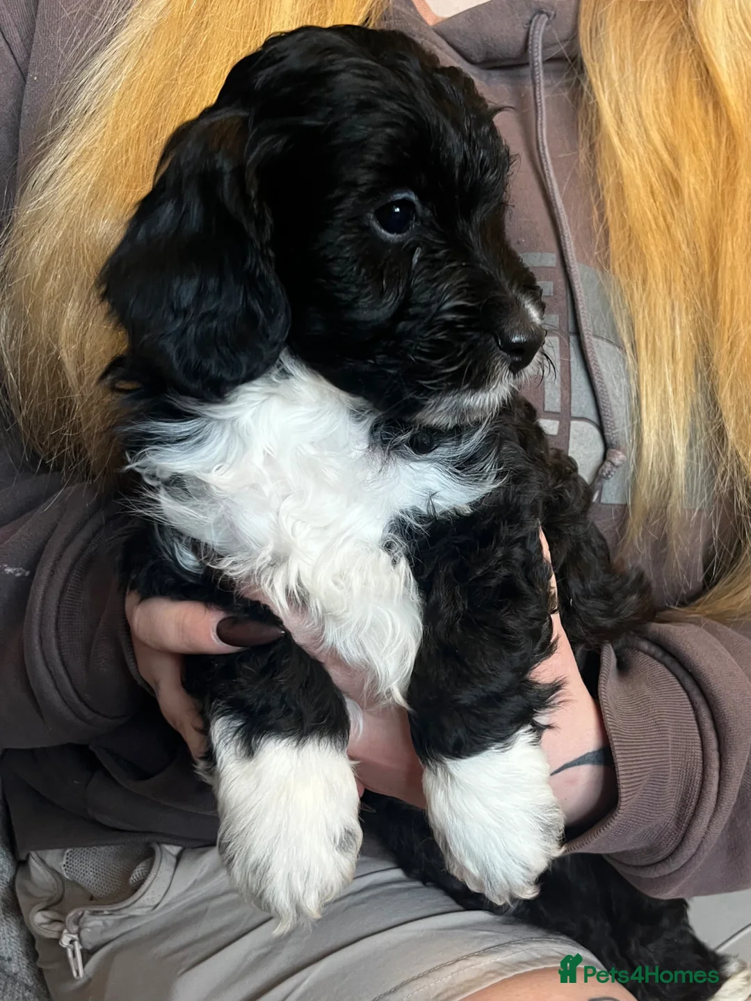 Cockapoo dogs for sale: 6 cockapoo puppies  in Aldershot - Advert 1