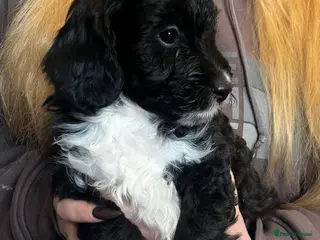 Cockapoo dogs 6 cockapoo puppies - Advert 2