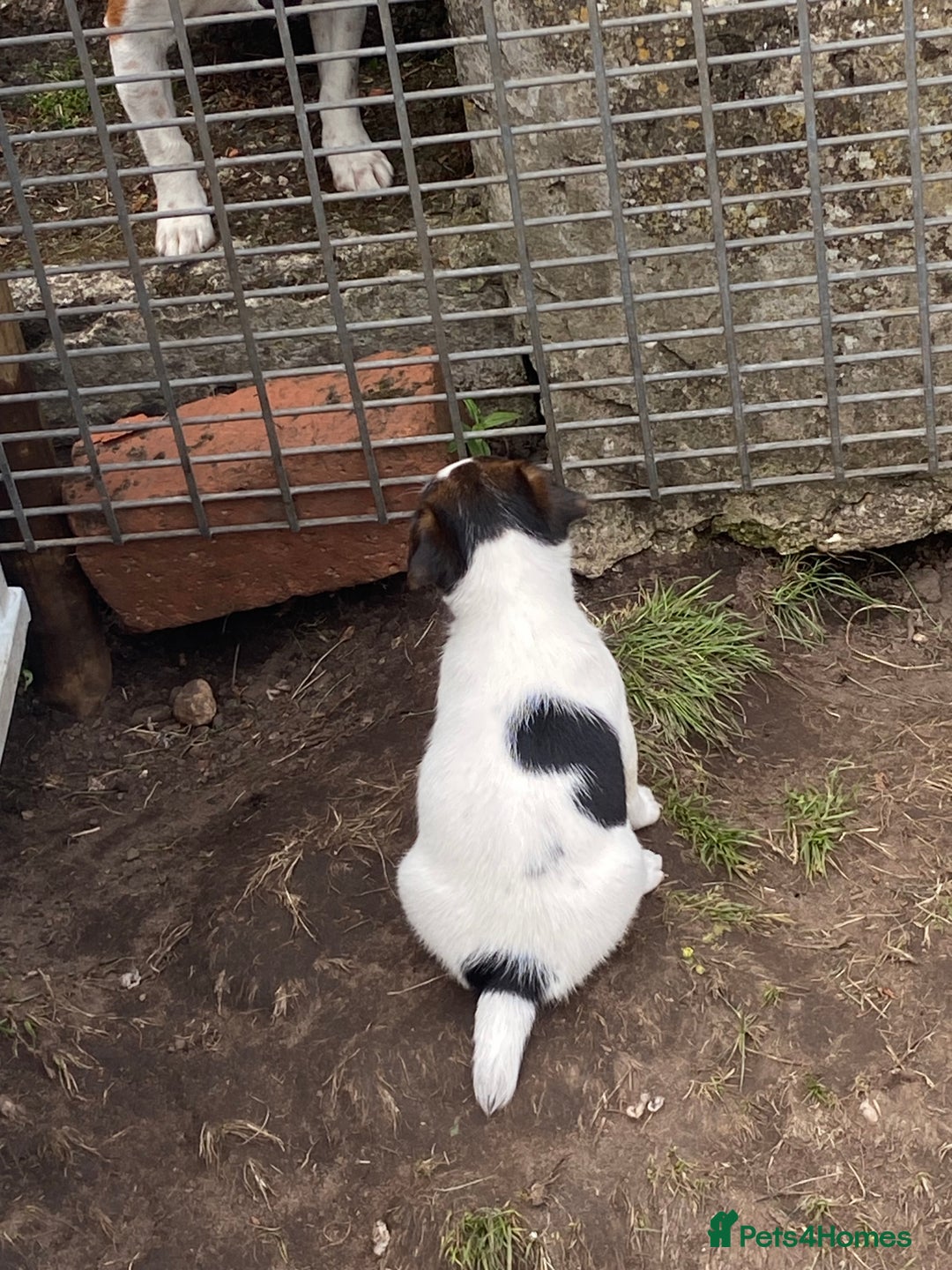 Jack Russell dogs for sale: Jack Russel pups - Image 7
