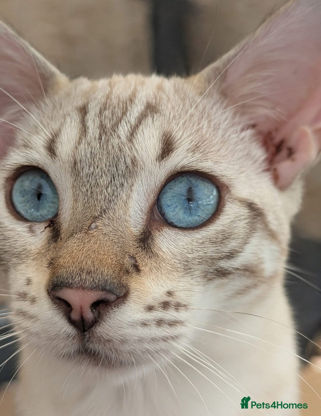 Mixed Breed cats for sale: Stunning snow Bengal x Maincoon kittens  - Image 5