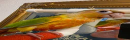 Conures birds for sale: Hand reared Conures - Advert 4