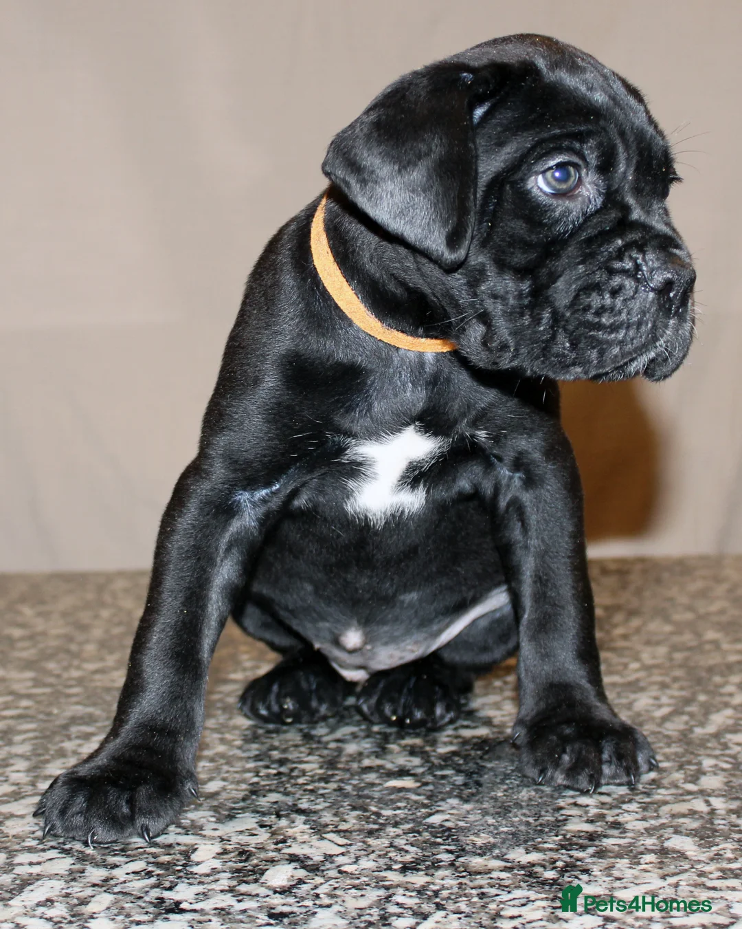 Cane Corso dogs for sale: PRICE DOWN, 1 BOY 2 GIRLS LEFT - Advert 25