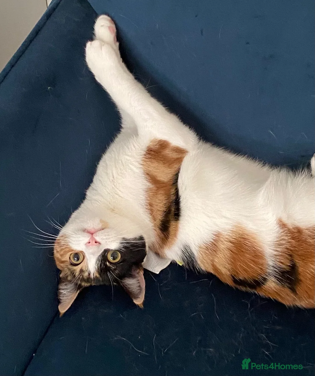 Domestic Shorthair cats for sale: 9 month old spayed female Calico cat - Advert 2